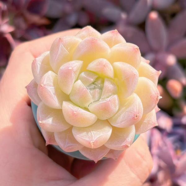 多肉植物 氷川 新入荷 るる農園 : るる農園 - 通販 - Yahoo!ショッピング