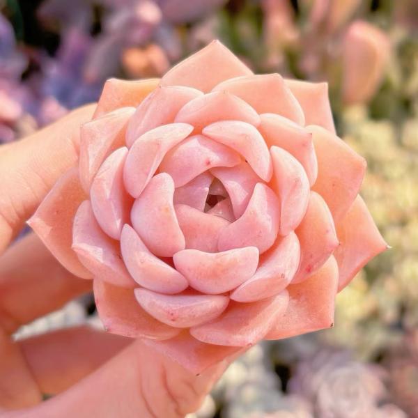 多肉植物 ピンク花 中型盆栽 2025開花終了 盆栽 南殿桜 鉢植え シンボルツリー 日時指定可