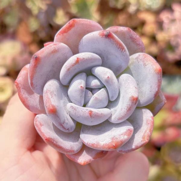 多肉植物 ミルクティー 新入荷 るる農園 : るる農園 - 通販
