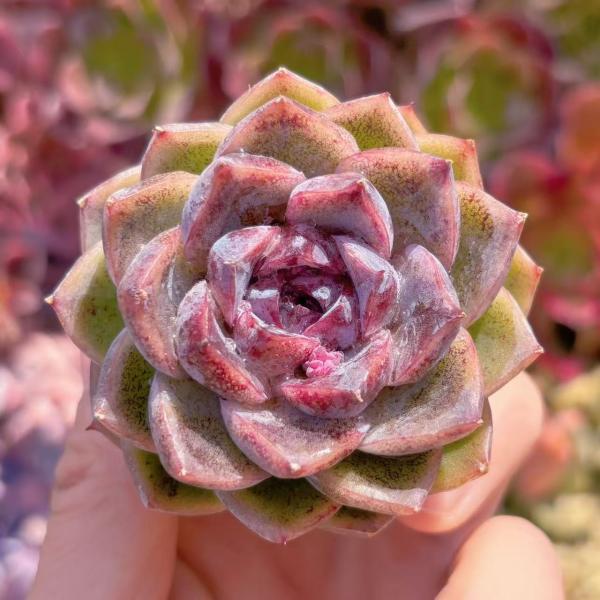 ラベンダーローズ　ポット ビンテージ ティーポット ROYAL ALBERT ロイヤルアルバート LAVENDER