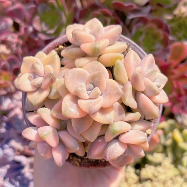 多肉植物　マディバ錦赤筋斑&乙女心錦&七福美尼錦 多肉植物 マディバ錦赤筋斑&乙女心錦&七福美尼錦