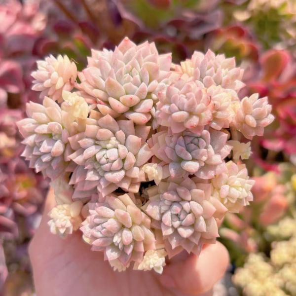 多肉植物 プロリフィカ錦 新入荷 るる農園 : るる農園 - 通販 - Yahoo