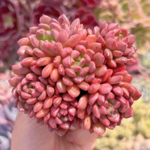 多肉植物 ピンクルルビー 群生 新入荷 るる農園 : るる農園 - 通販
