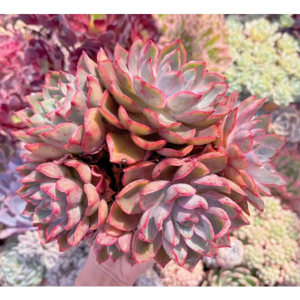 ruruplant-store_2025175