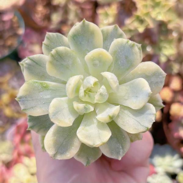 多肉植物 クリームベリー錦 新入荷 るる農園 : るる農園 - 通販