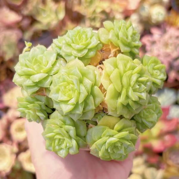 多肉植物 ホワイトスワン 群生 新入荷 るる農園 : るる農園 - 通販