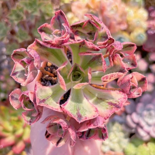 多肉植物 ロスコープ錦(4〜8頭) 群生 新入荷 るる農園 : るる農園