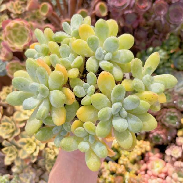 ruruplant-store_2025214