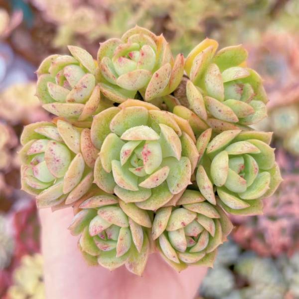 【8.ルル＊多肉植物販売会】 多肉植物 イタリアローズ(8頭) 新入荷 るる農園 : るる農園 - 通販