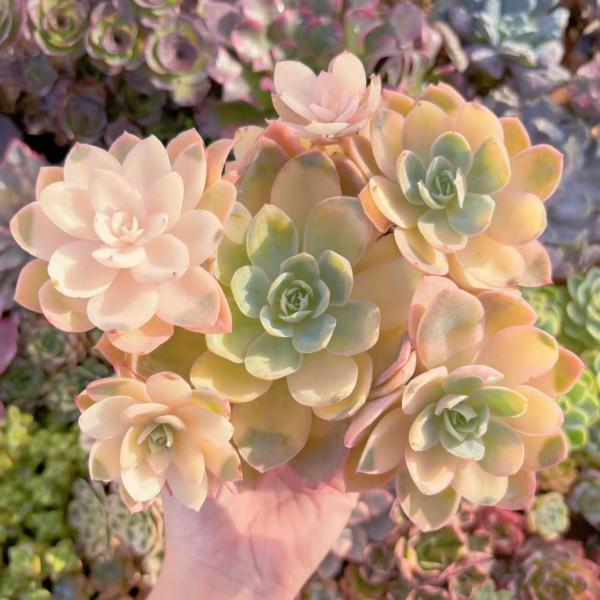 ruruplant-store_2025245 Top【選抜株】多肉植物362844クリスタルペンシル錦10個鉢無し/脱土