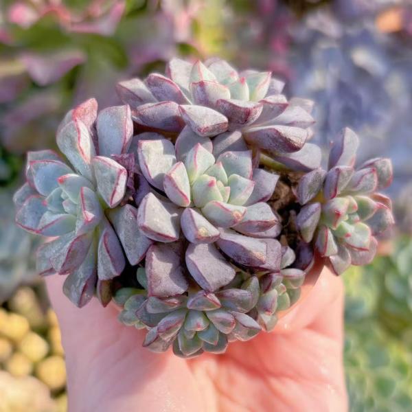 ruruplant-store_2025246
