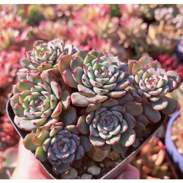 多肉植物 エケベリア属 ホワイトミニマ Echeveria 抜き苗 るる 多肉植物 エケベリア属 ホワイトミニマ Echeveria 抜き苗 るる