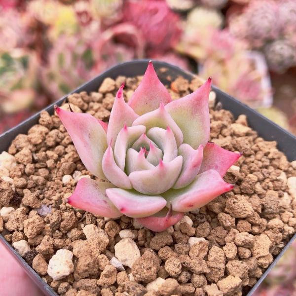 チワワエンシス みんな探してる人気モノ チワワエンシス ペット ペットグッズ