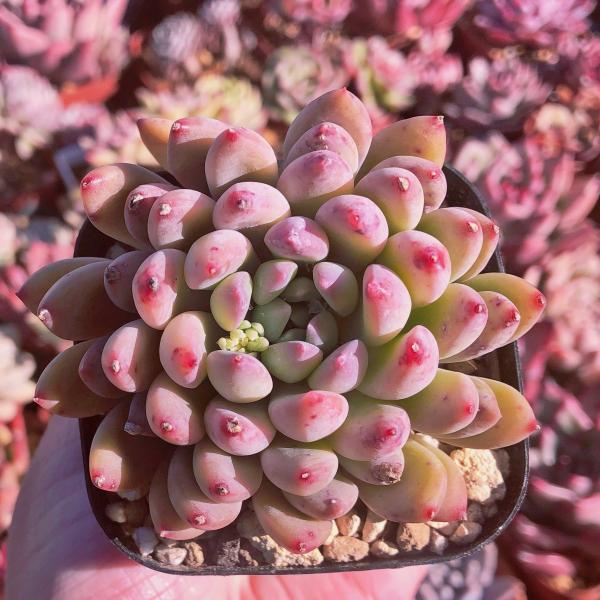 多肉植物 エケベリア属 アンジュフィンガーsp るる農園 : るる農園