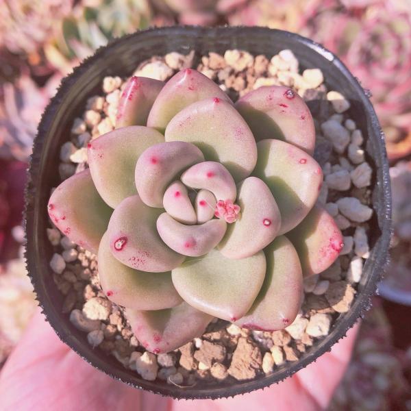 多肉植物 アボカドクリーム るる農園 : るる農園 - 通販 - Yahoo