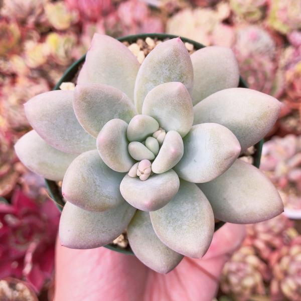 多肉植物 香水 るる農園 : るる農園 - 通販 - Yahoo!ショッピング