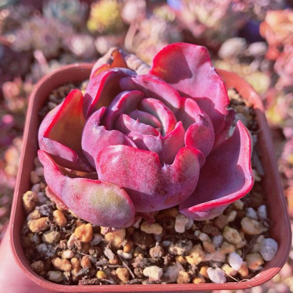 ruruplant-store_taniku0999