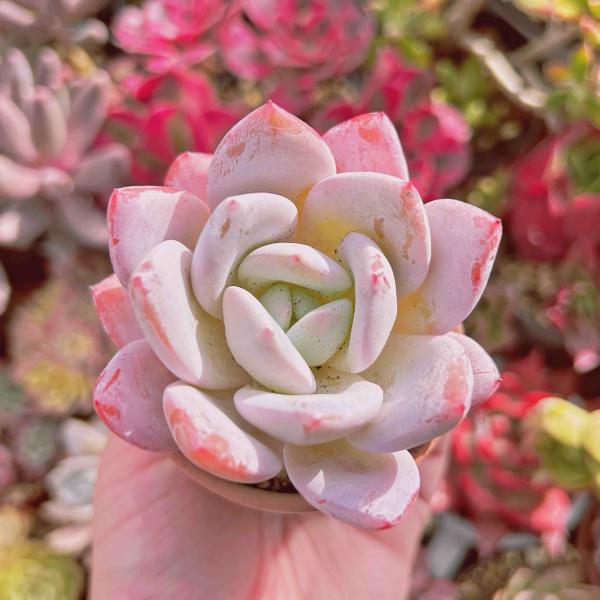 多肉植物 新品種 Echeveria 夢雪 るる農園 : るる農園 - 通販 - Yahoo