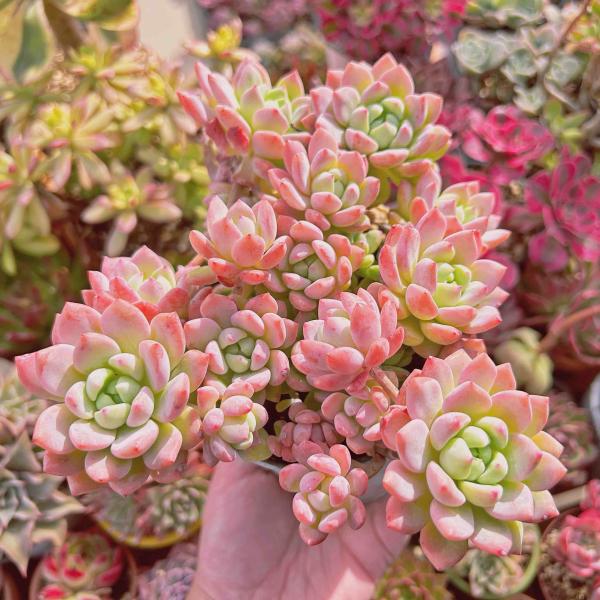 多肉植物　プロリフィカ/プロリフェラ カット苗 10個 多肉植物 プロリフィカ/プロリフェラ カット苗 10個 - メルカリ