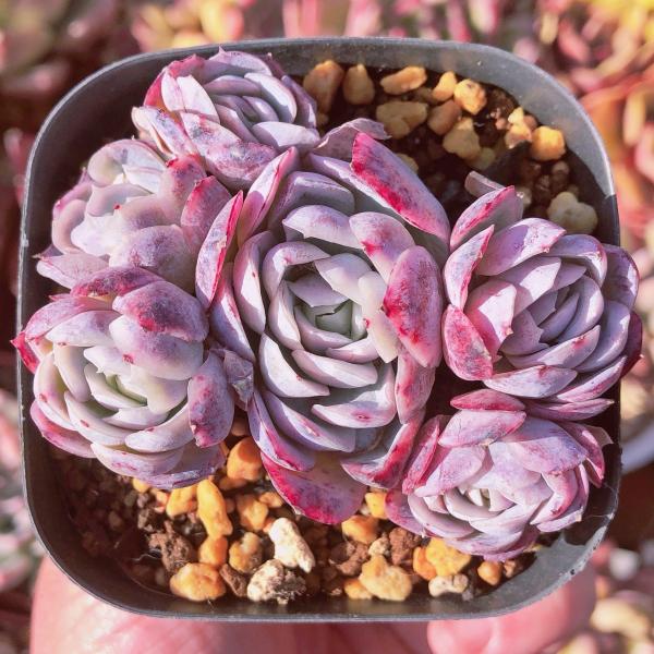多肉植物 ツインベリー 群生 るる農園 : るる農園 - 通販 - Yahoo