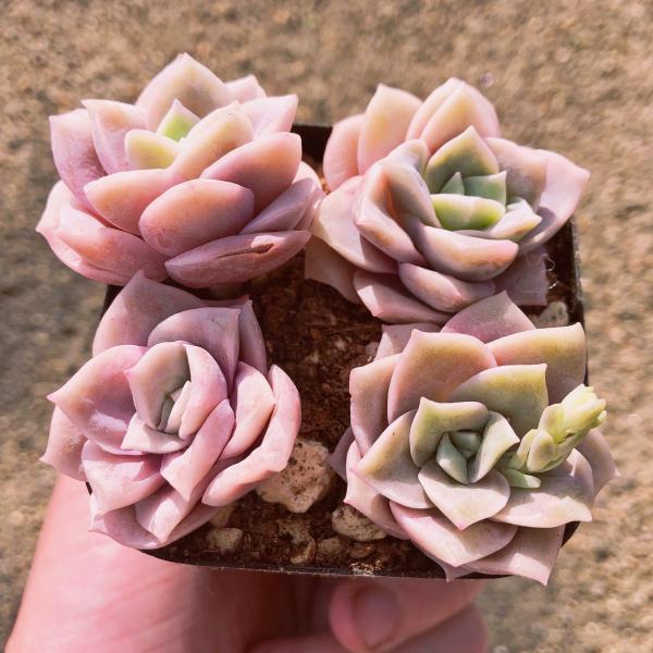 多肉植物 ピンクラブリーローズ 4苗 るる農園 Buyee Buyee บร การต วกลางจากญ ป น ซ อจากประเทศญ ป น