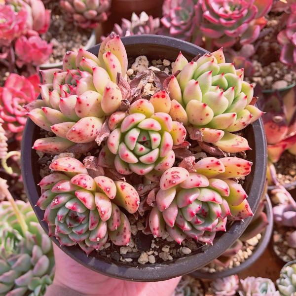 新入荷 多肉植物 アンナ 特大群生 4〜6頭 るる農園 : るる農園