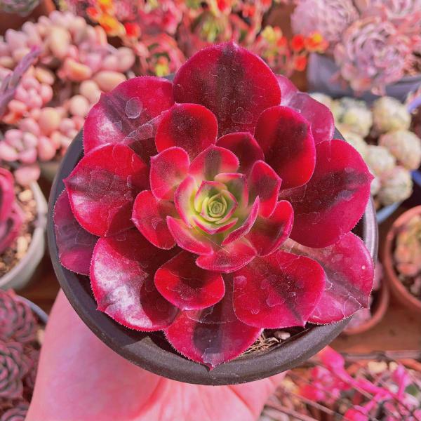 多肉植物 メデューサ 鉢ごと 多肉植物 メデューサ 鉢ごと