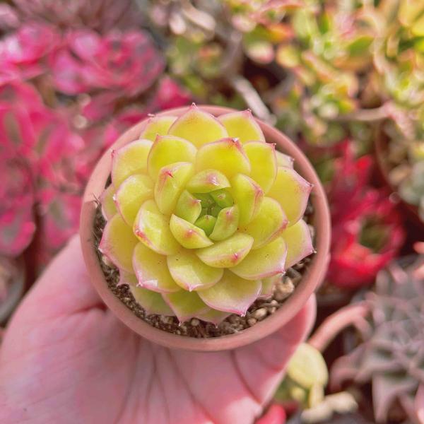 多肉植物 新品種 Echeveria ゴールドアニー るる農園 : るる農園