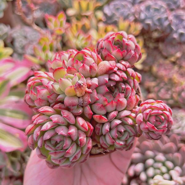 多肉植物 ドリームローズ 3〜5頭 大群生 るる農園 : るる農園 - 通販