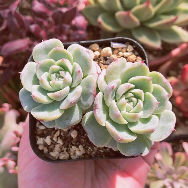 多肉植物 レッドベルベット 2頭群生 るる農園 : るる農園 - 通販