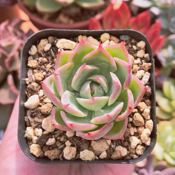 多肉植物         ピンクザラゴーサ 新入荷 多肉植物 ピンクザラゴーサxシルエット るる農園 : るる農園