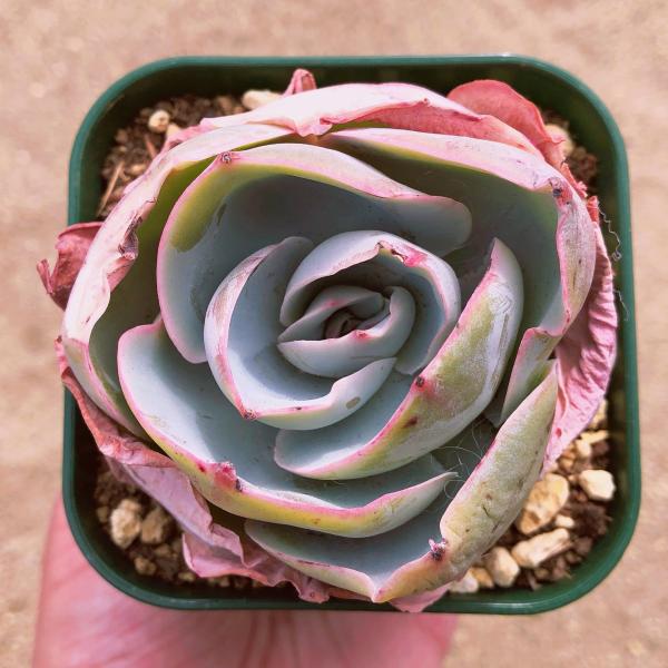 ruruplant-store_taniku4543672