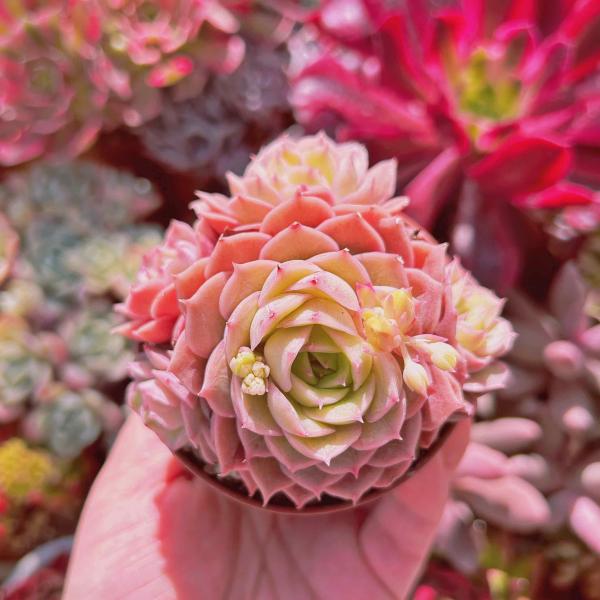 多肉植物　韓国苗　オウンスロー　発根済み 多肉植物 韓国苗 オウンスロー 発根済み - メルカリ