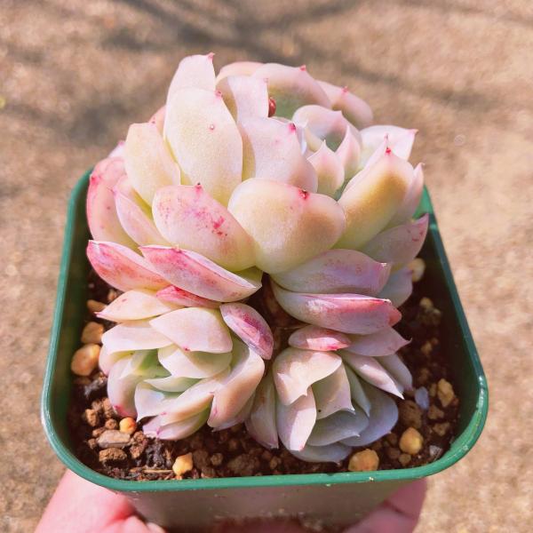 多肉植物　エケベリア　メキシコローズ　㉖ ruruplant-store_taniku636477