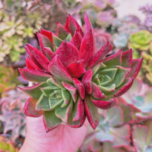 ruruplant-store_taniku66223311
