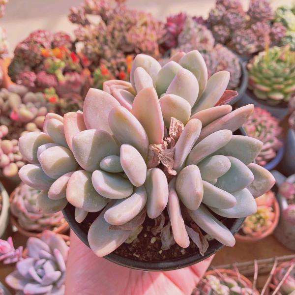 多肉植物 雪桃 3〜5頭 大群生 るる農園 : るる農園 - 通販 - Yahoo