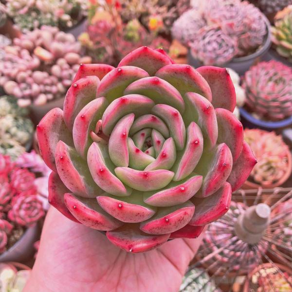 多肉植物 ほんのりピンクの紫麗殿♡カワイイ♡抜き苗 d01550a84a445ee3ffdc3a9ef67755