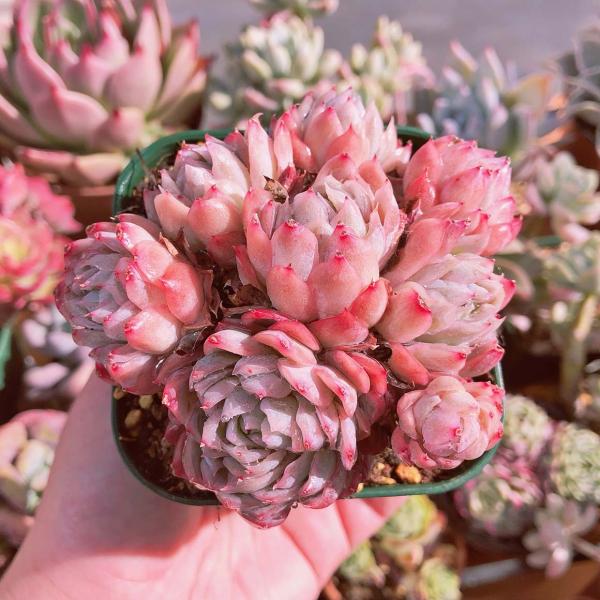 ruruplant-store_taniku81162343