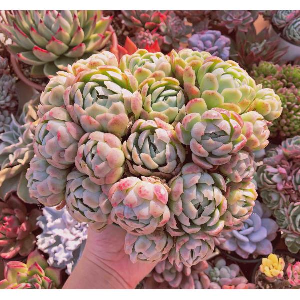 多肉植物 クリームベリー 11〜19頭 特特大群生 直径約16センチ るる