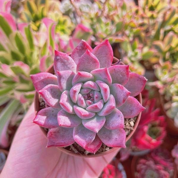 ruruplant-store_taniku834225