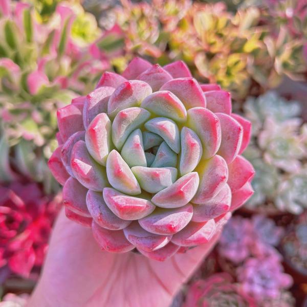 多肉植物 厚夢 特大 るる農園 : るる農園 - 通販 - Yahoo!ショッピング