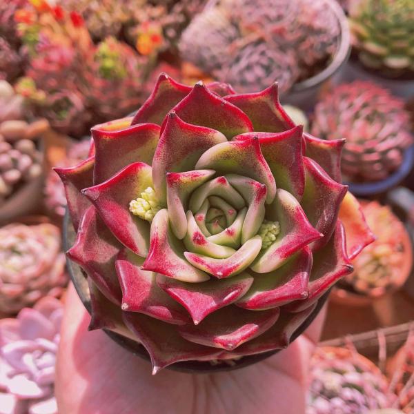 多肉植物　韓国苗　レッドマディバ　発根済み ruruplant-store_taniku8372222