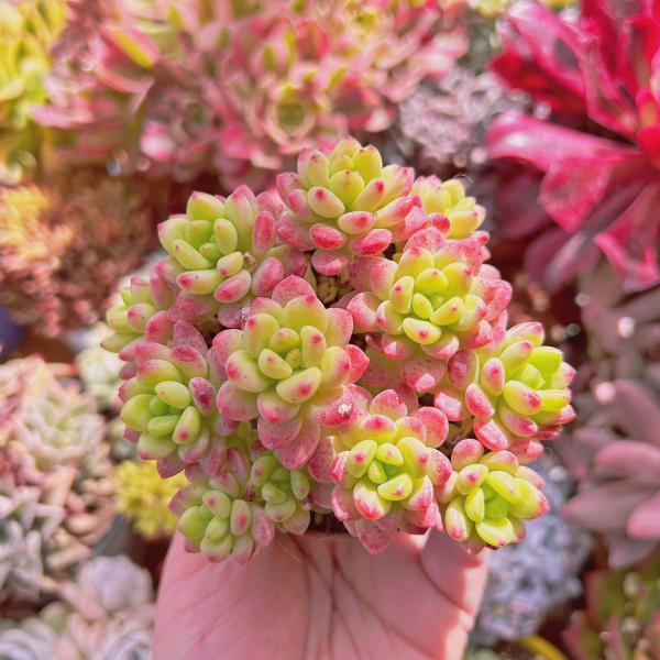 多肉植物 シャングリラ 8頭以上 るる農園 : るる農園 - 通販 - Yahoo