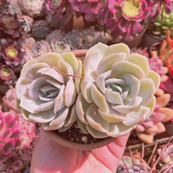 ブルーカールズ　カット苗　多肉植物　宅急便発送 ruruplant-store_taniku87324523