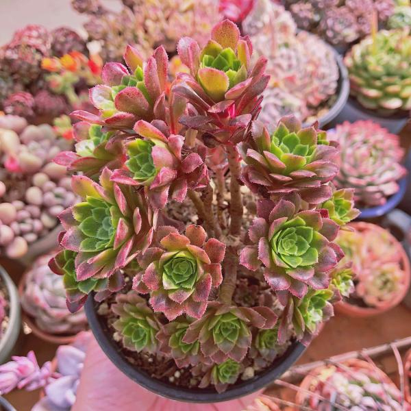 ruruplant-store_taniku87448943311