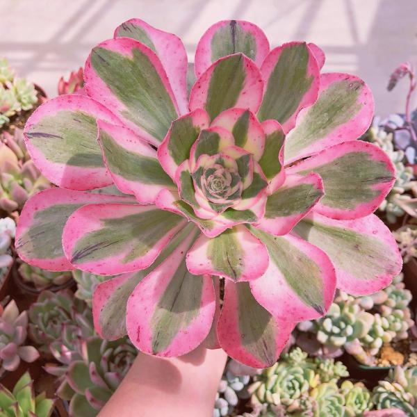 ruruplant-store_taniku8745461