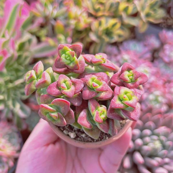 多肉植物 ラブハート 6頭以上 るる農園 : るる農園 - 通販 - Yahoo