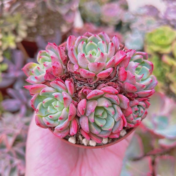 ruruplant-store_taniku8749841