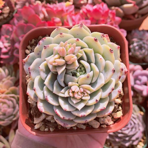 Top【選抜株】多肉植物　21915 ミルクティー20個　鉢無し/脱土 ruruplant-store_taniku876232392