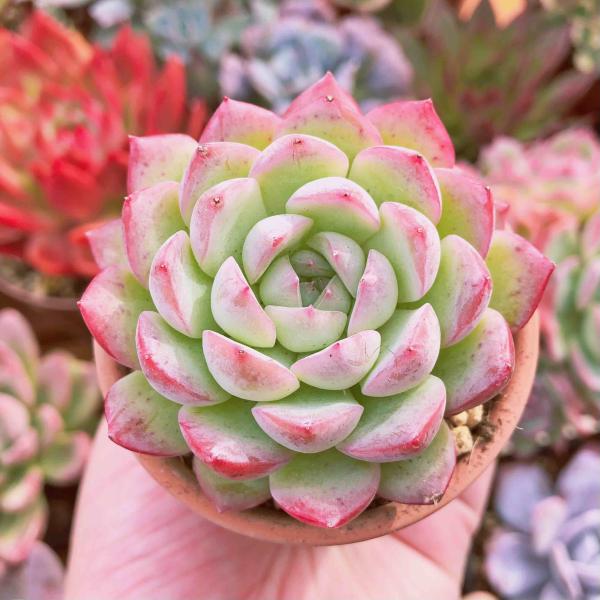 多肉植物 エケベリア エリザベスローズ るる農園 : るる農園 - 通販